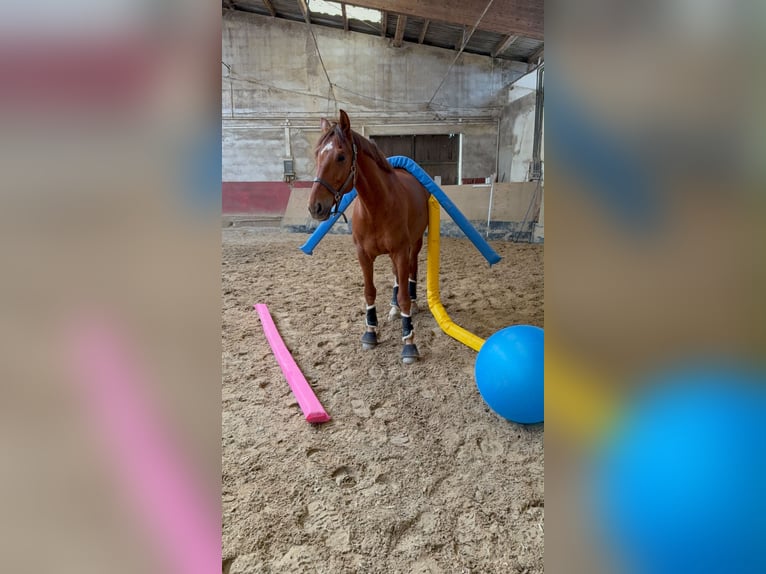 Weitere Aufnahme von Daiquiri the Fox